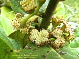 Monimia rotundifolia .Mapou. mapou à grandes feuilles . fleurs mâles .monimiaceae .endémique Réunion .P1680651