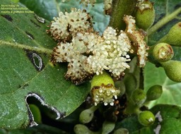 Monimia rotundifolia .mapou .mapou à grandes feuilles .monimiaceae.endémique Réunion .P1680756