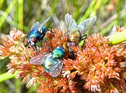 mouches Lucilia caesar . sur infolrescences de jonc ; Juncus effusus .P1680448