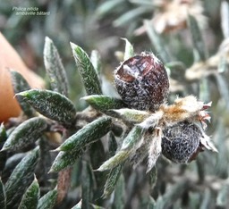 Philica nitida .ambaville bâtard .rhamnacee.endémique Réunion Maurice .P1680687