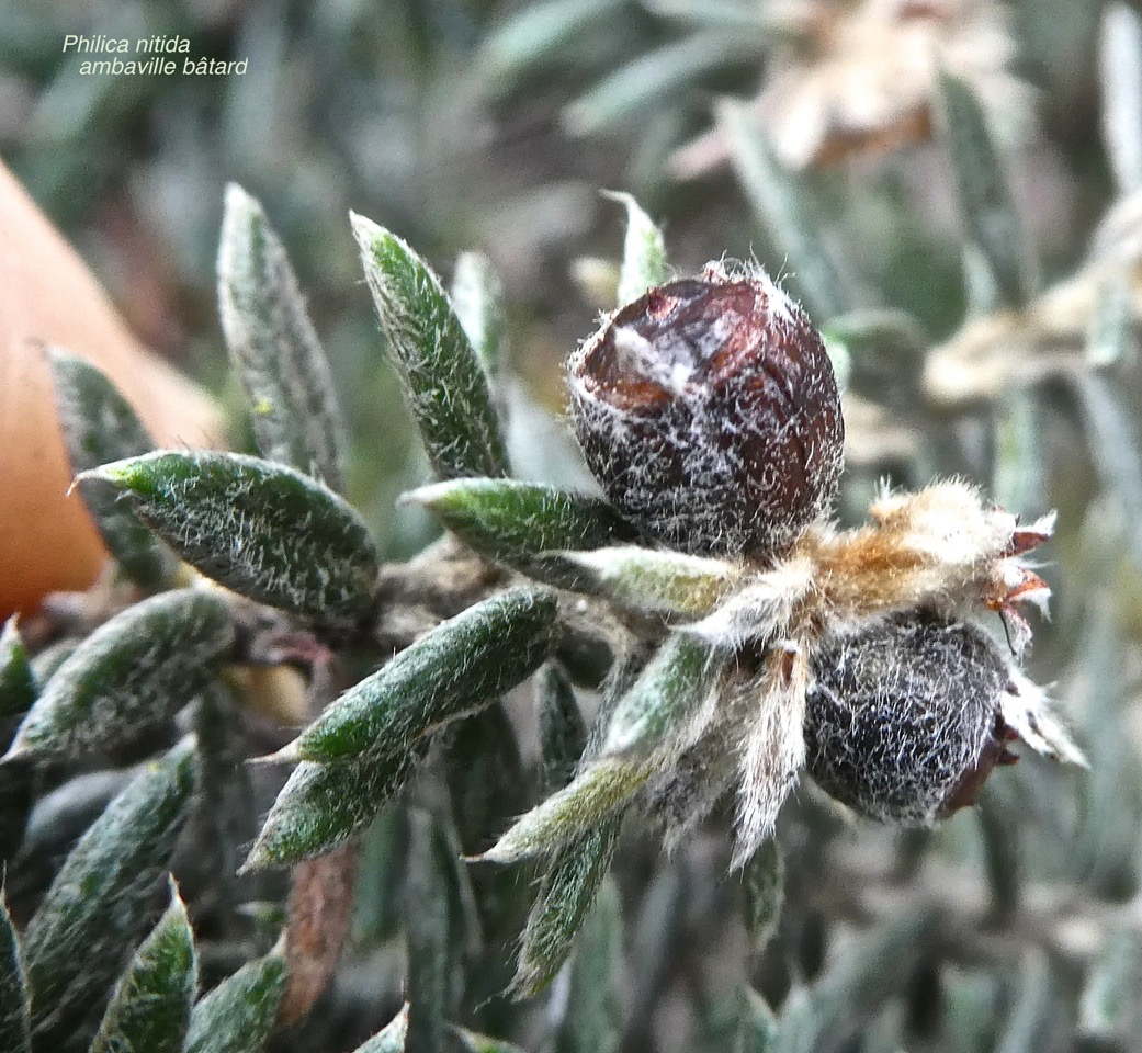 Philica nitida .ambaville bâtard .rhamnacee.endémique Réunion Maurice .P1680687