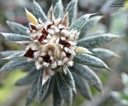 Phylica nitida .ambaville bâtard .rhamnaceae.endémique Réunion Maurice .P1680696