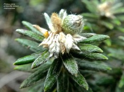 Phylica nitida .ambaville bâtard .rhamnaceae.endémique Réunion maurice .P1680680