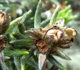 Phylica nitida.ambaville bâtard.rhamnaceae.endémique Réunion Maurice .P1680717
