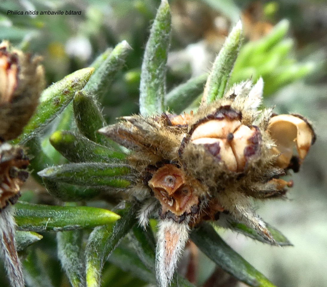 Phylica nitida.ambaville bâtard.rhamnaceae.endémique Réunion Maurice .P1680717
