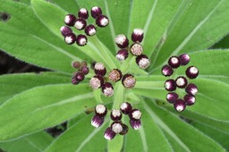 Psiadia anchusifolia - Bouillon blanc - ASTERACEAE - Endémique réunion 