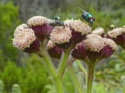 Psiadia anchusifolia .tabac marron .asteraceae .endémique Réunion .P1680647