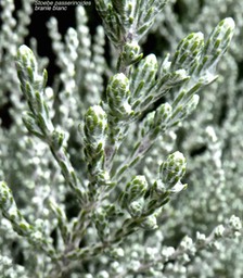 Stoebe passerinoides .branle blanc.asteraceae. endémique Réunion .P1680729