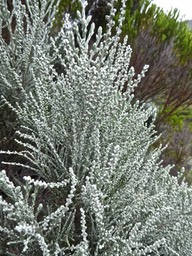 Stoebe passerinoides .branle blanc. asteraceae. endémique Réunion .P1680727