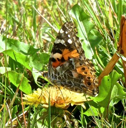Vanessa cardui . La belle dame .nymphalidae .P1680463