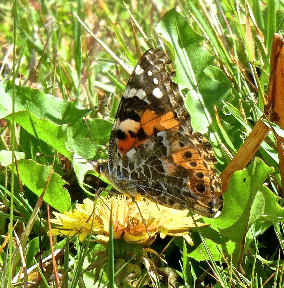 Vanessa cardui . La belle dame .nymphalidae .P1680463
