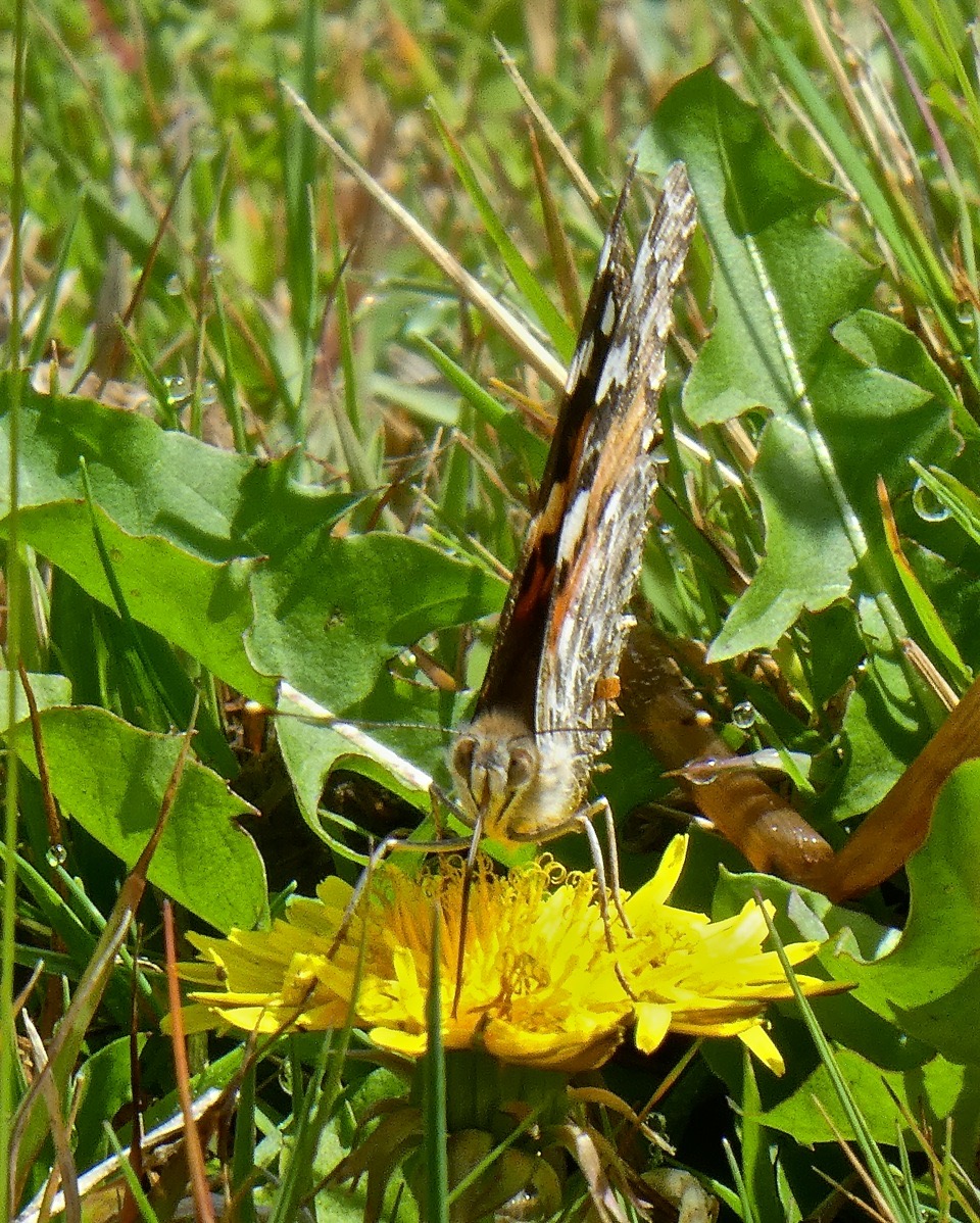 Vanessa cardui . la belle dame . nymphalidae .P1680460