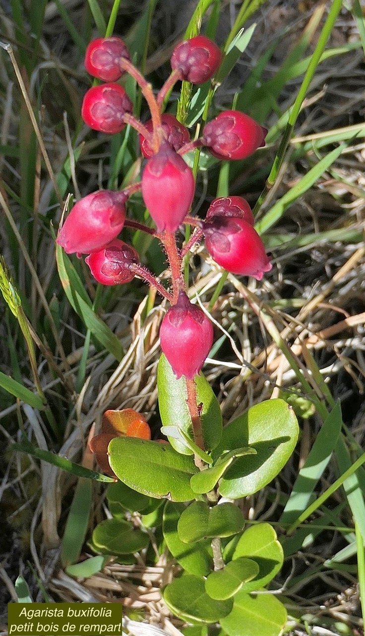 Agarista buxifolia.petit bois de rempart.ericaceae.endémique Madagascar Mascareignes..jpeg