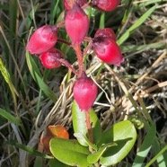 Agarista buxifolia.petit bois de rempart.ericaceae.endémique Madagascar Mascareignes..jpeg