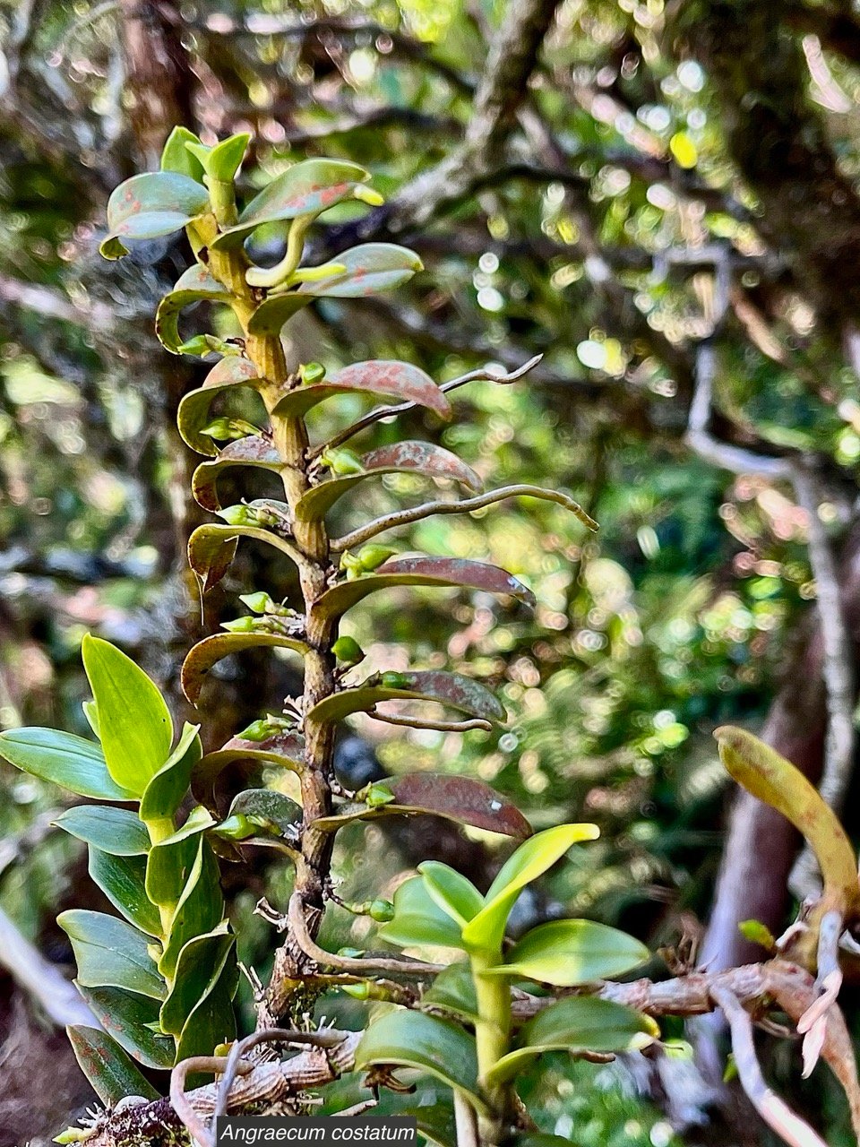 Angraecum costatum.(avec boutons floraux ) .orchidaceae.endémique Réunion..jpeg