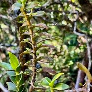 Angraecum costatum.(avec boutons floraux ) .orchidaceae.endémique Réunion..jpeg