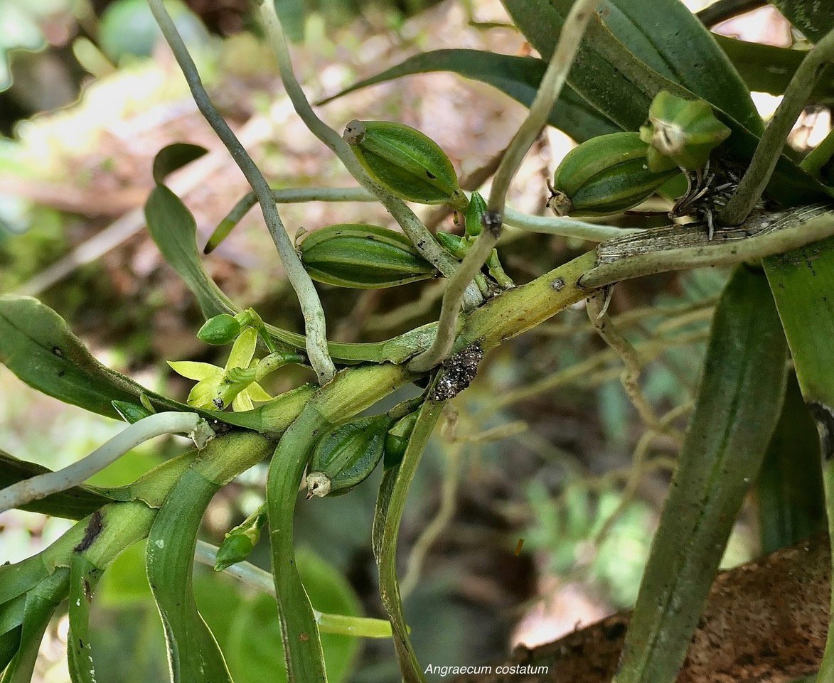 Angraecum costatum.orchidaceae ( avec fruits ).endémique Réunion..jpeg