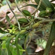 Angraecum costatum.orchidaceae ( avec fruits ).endémique Réunion..jpeg