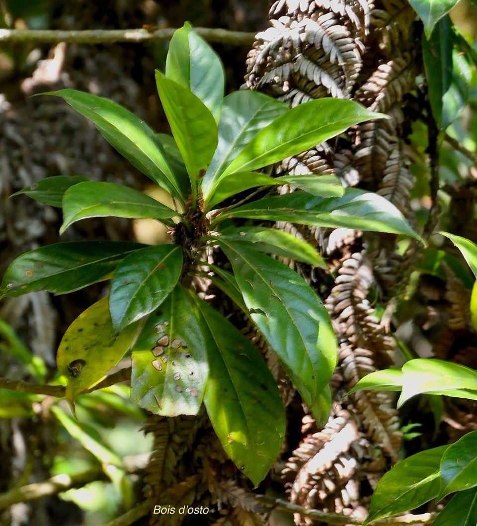 Antirhea borbonica. bois d&rsquo;osto .rubiaceae.endémique Réunion Maurice Madagascar.jpeg