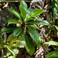 Antirhea borbonica. bois d&rsquo;osto .rubiaceae.endémique Réunion Maurice Madagascar.jpeg