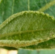Claoxylon dolichostachyum Cordem..?? Setosum ??  euphorbiaceae -.jpeg