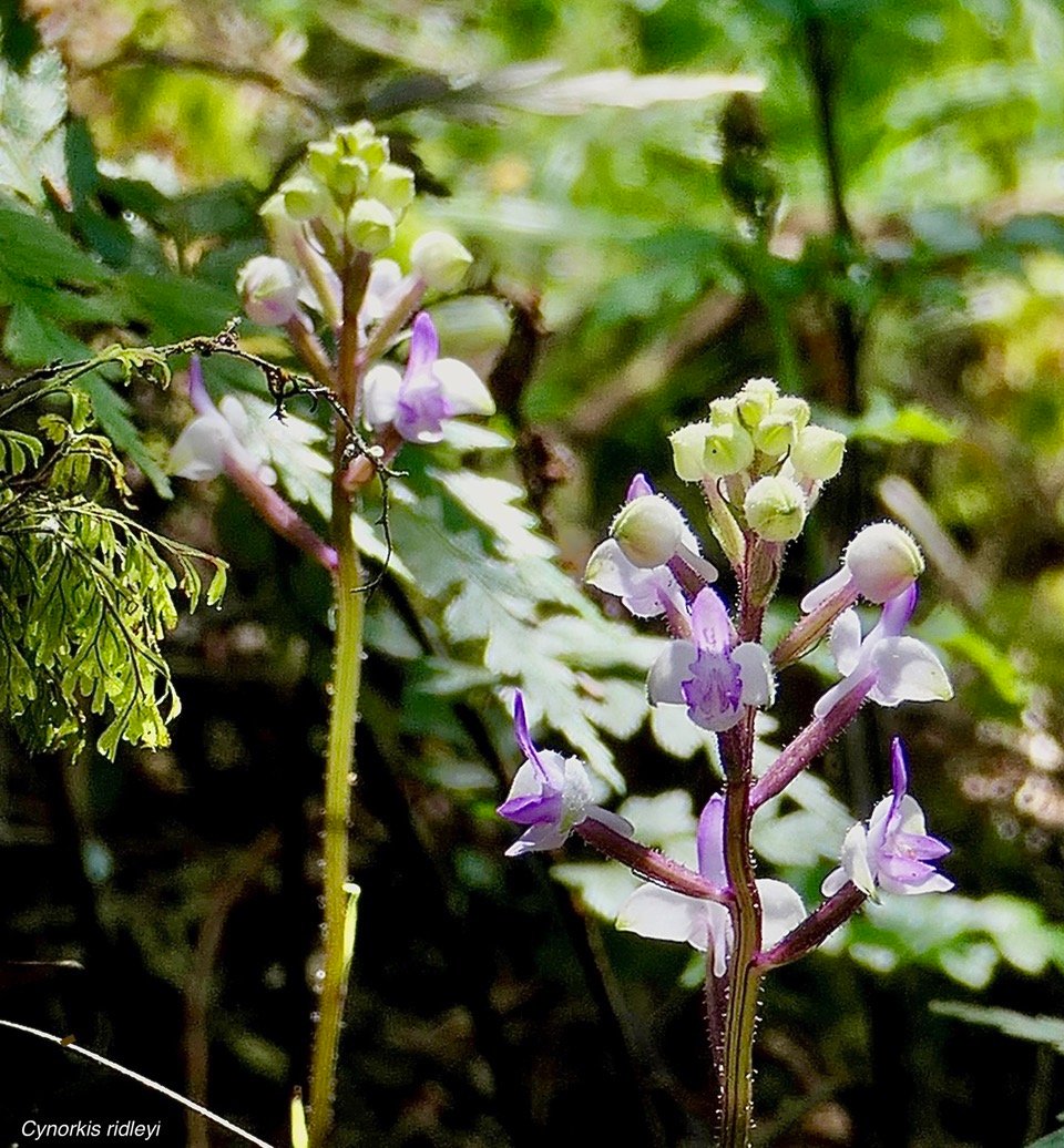 Cynorkis ridleyi T. Durand et Schinz.orchidaceae.endémique Madagascar Comores et Mascareignes.devenu Cynorkis squamosa dans la nouvelle flore des Mascareignes.jpeg