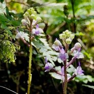 Cynorkis ridleyi T. Durand et Schinz.orchidaceae.endémique Madagascar Comores et Mascareignes.devenu Cynorkis squamosa dans la nouvelle flore des Mascareignes.jpeg
