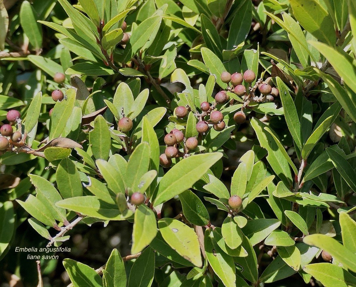 Embelia angustifolia  liane savon.( avec fruits ) primulaceae.endémique Réunion Maurice..jpeg