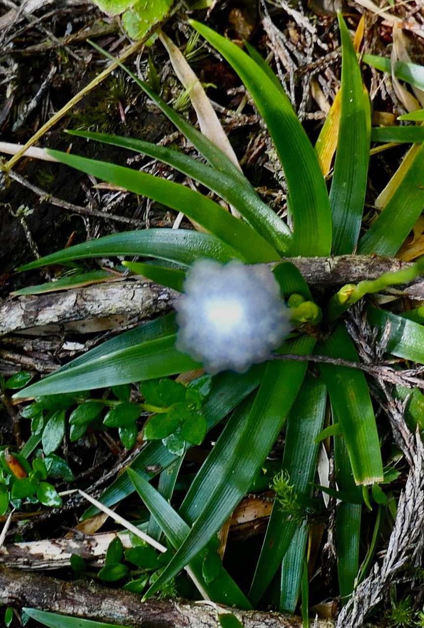 Eriocaulon striatum .ériocaule strié .eriocaulaceae. endémique Madagascar Mascareignes. (1).jpeg