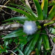 Eriocaulon striatum .ériocaule strié .eriocaulaceae. endémique Madagascar Mascareignes. (1).jpeg
