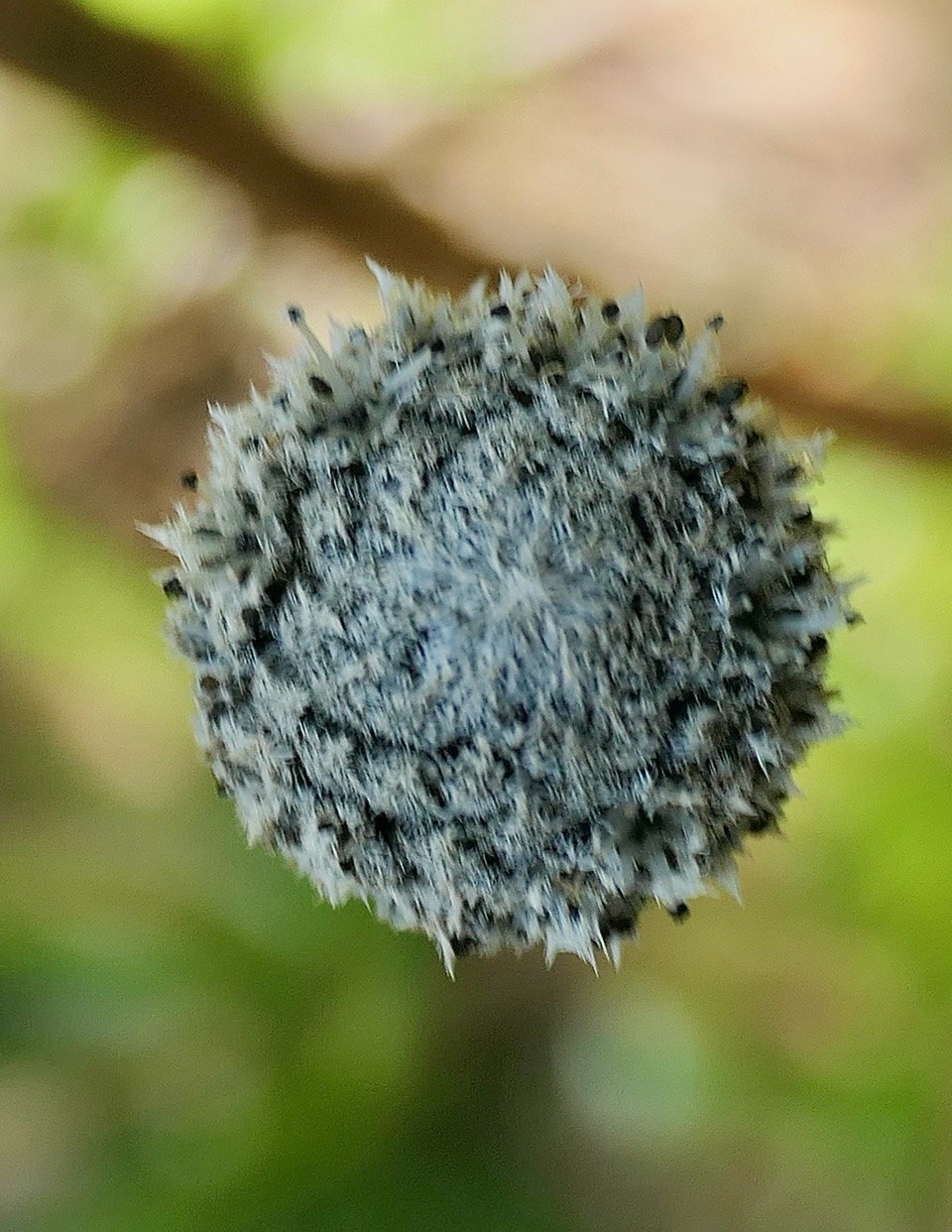 Eriocaulon striatum .ériocaule strié .eriocaulaceae. endémique Madagascar Mascareignes..jpeg