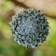 Eriocaulon striatum .ériocaule strié .eriocaulaceae. endémique Madagascar Mascareignes..jpeg