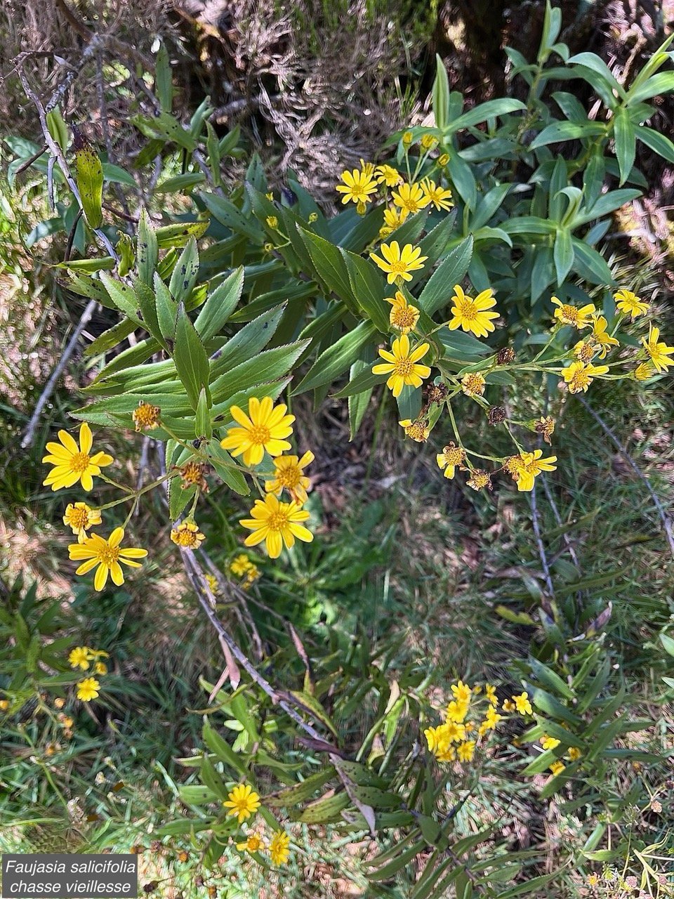 Faujasia salicifolia.chasse vieillesse.asteraceae.endémique Réunion.. (1).jpeg