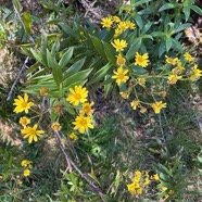 Faujasia salicifolia.chasse vieillesse.asteraceae.endémique Réunion.. (1).jpeg