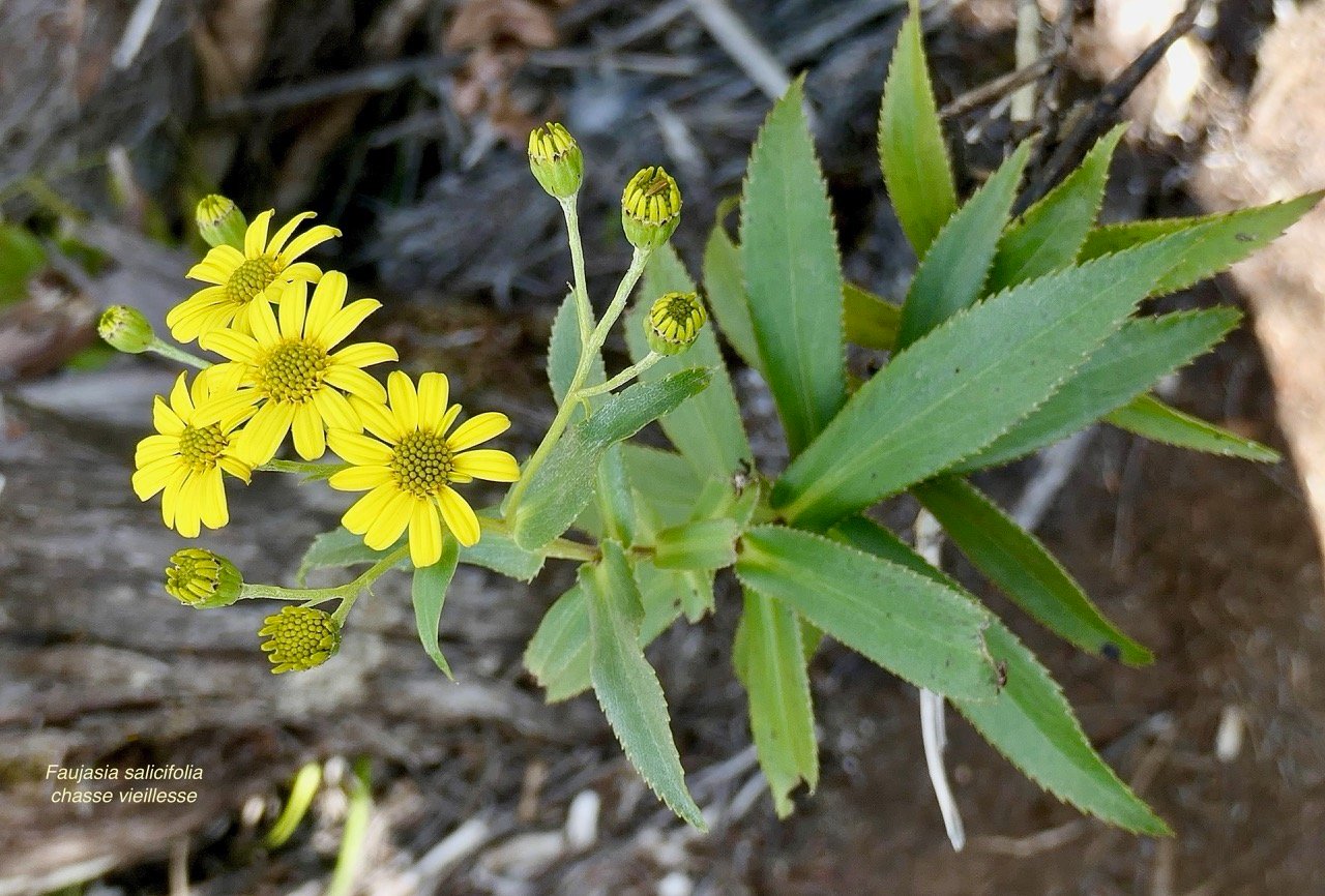 Faujasia salicifolia.chasse vieillesse.asteraceae.endémique Réunion...jpeg