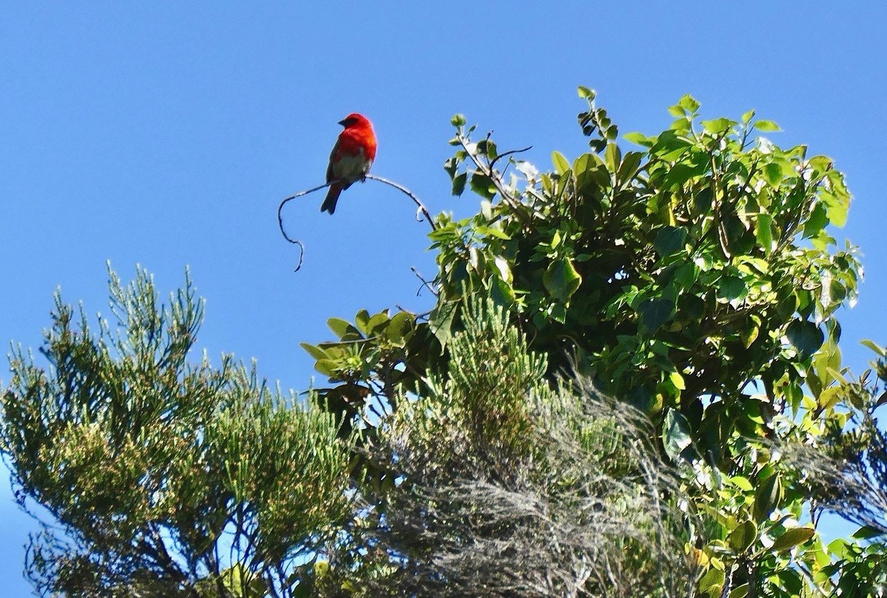 Foudia madagascariensis.( équilibriste ) cardinal.foudi rouge.ploceidae.jpeg