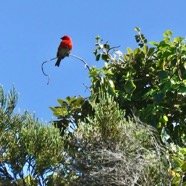 Foudia madagascariensis.( équilibriste ) cardinal.foudi rouge.ploceidae.jpeg