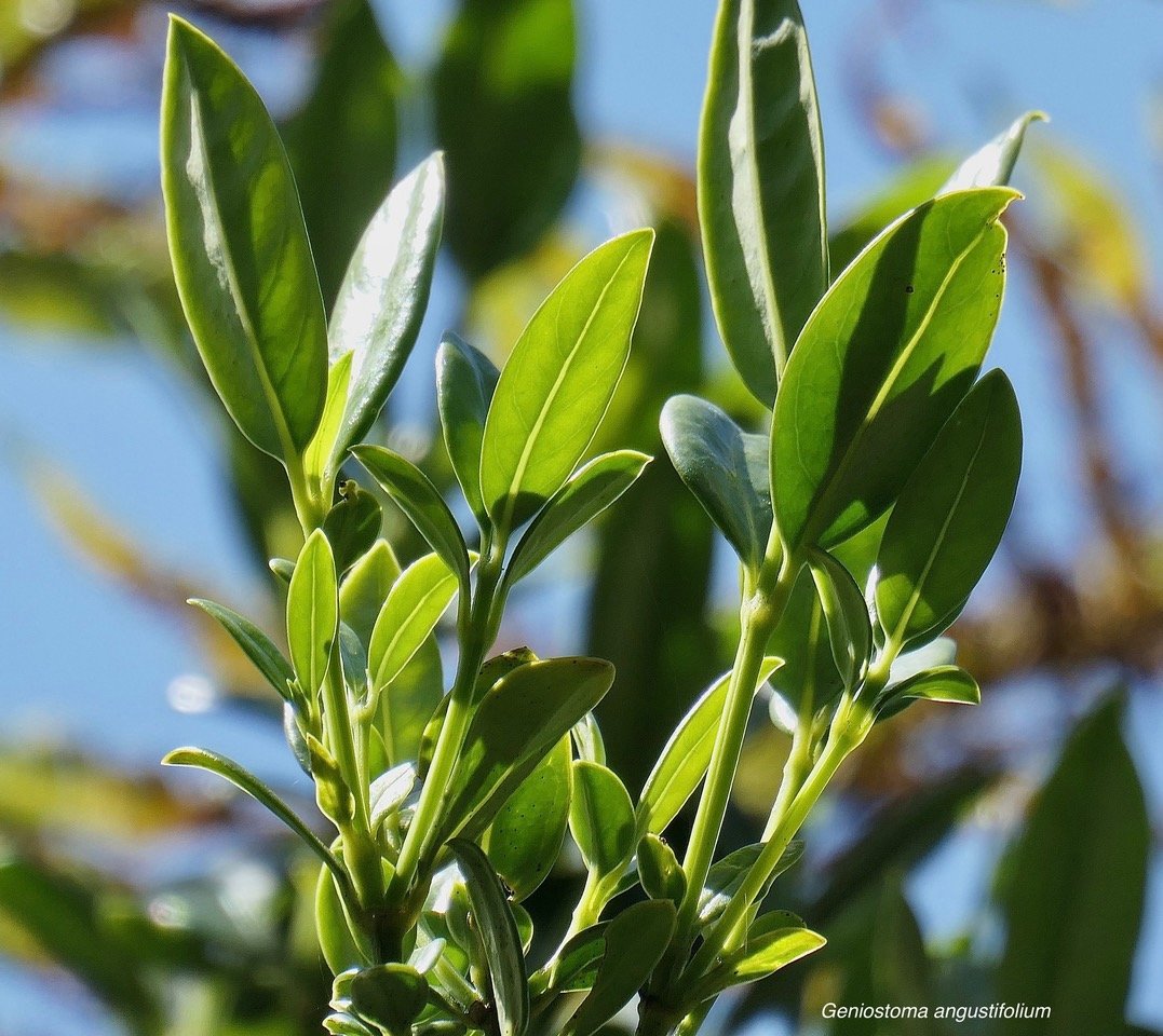 Geniostoma angustifolium .bois bleu. bois de piment; bois de rat. loganiaceae. endémique Réunion Maurice. (1).jpeg