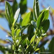 Geniostoma angustifolium .bois bleu. bois de piment; bois de rat. loganiaceae. endémique Réunion Maurice. (1).jpeg