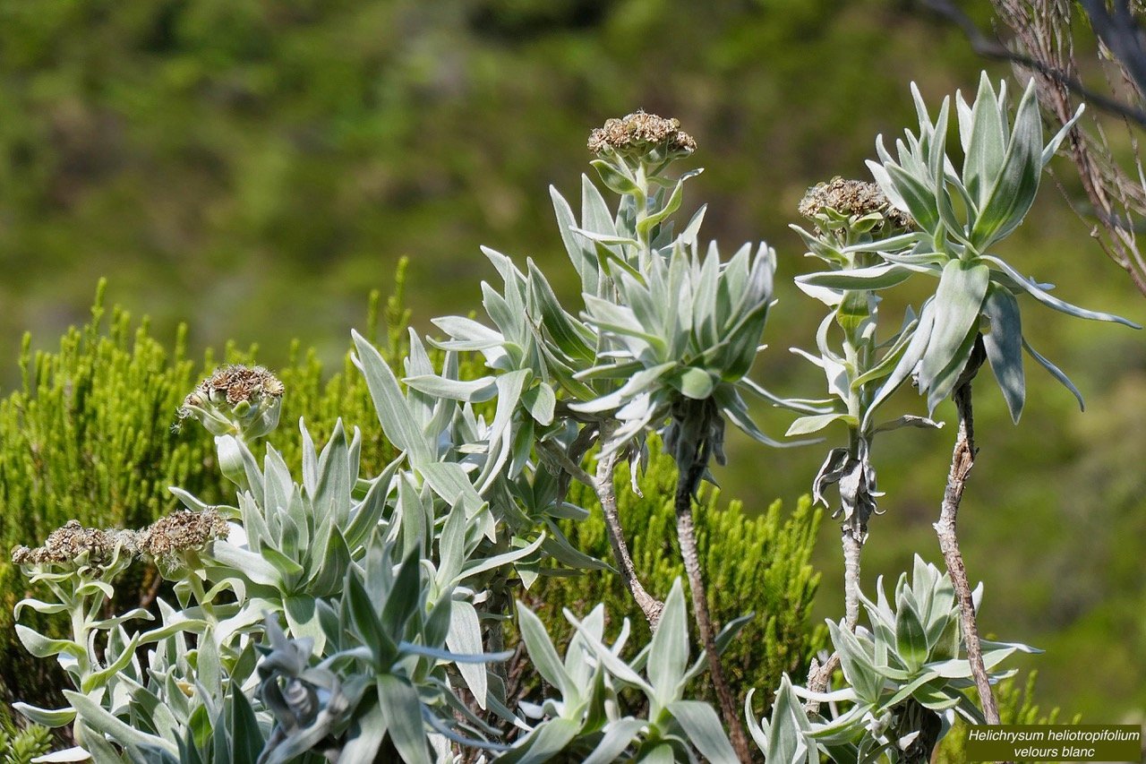 Helichrysum heliotropifolium. velours  blanc.asteraceae. endémique  Réunion (1).jpeg