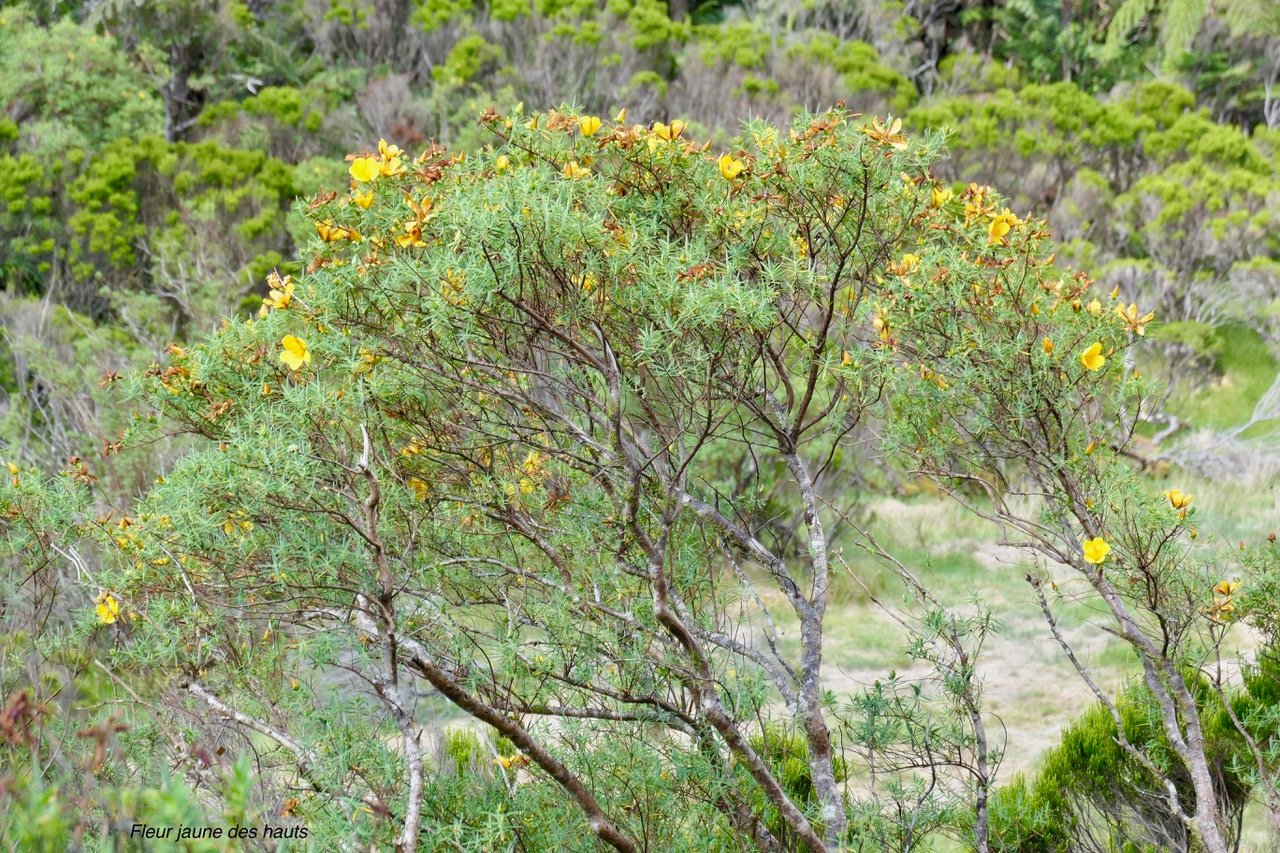 Hypericum lanceolatum subsp angustifolium. fleur jaune des hauts.hypericaceae.endémique Réunion. (1).jpeg