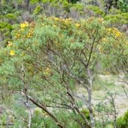 Hypericum lanceolatum subsp angustifolium. fleur jaune des hauts.hypericaceae.endémique Réunion. (1).jpeg