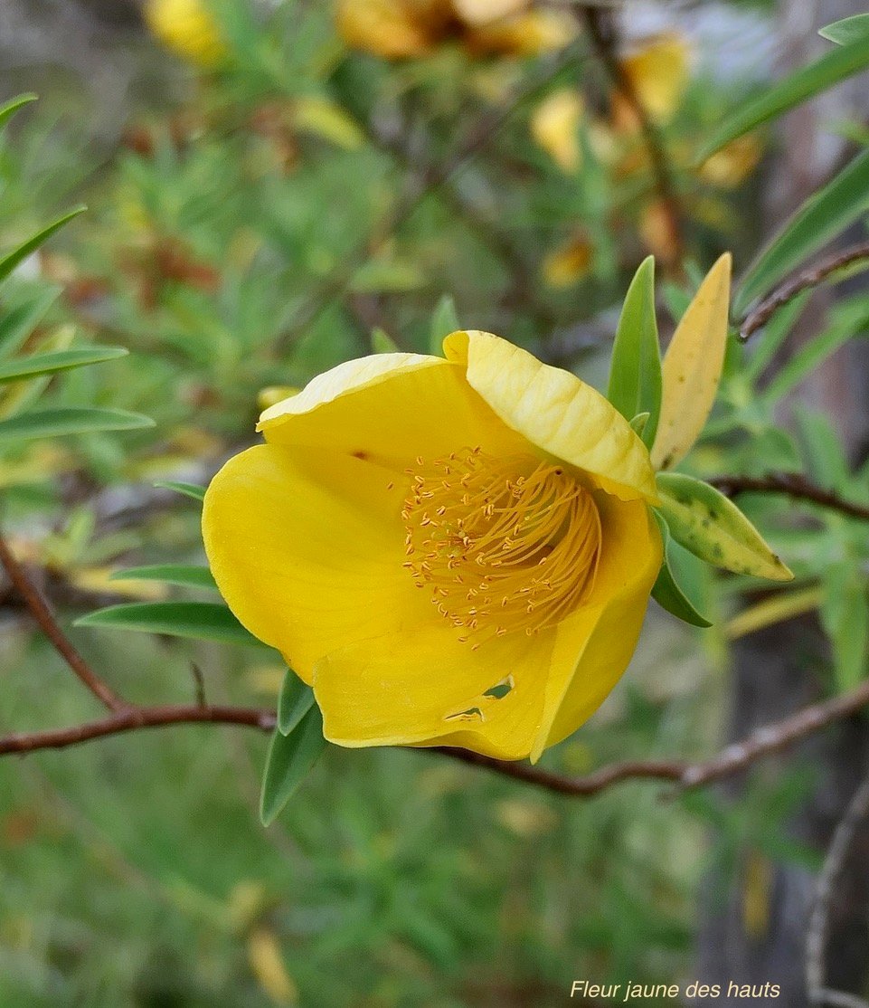 Hypericum lanceolatum subsp angustifolium. fleur jaune des hauts.hypericaceae.endémique Réunion..jpeg