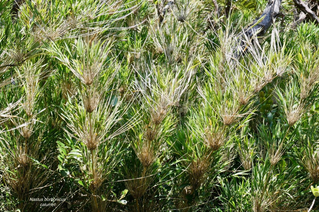Nastus borbonicus.calumet. bambou de la Rénion.poaceae.endémique Réunion..jpeg