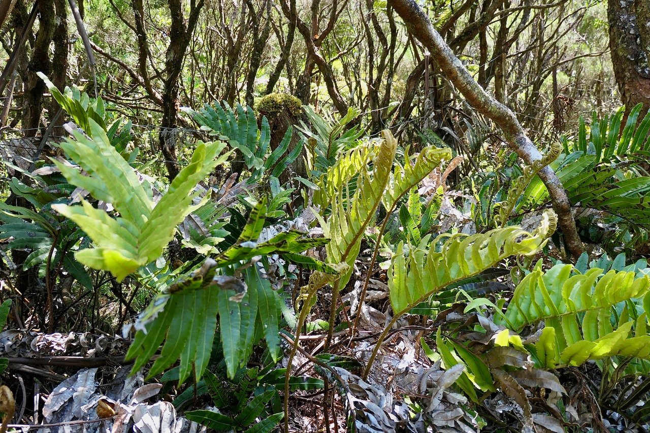 Parablechnum marginatum (ex Blechnum marginatum ) blechnaceae. indigène Réunion..jpeg