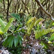 Parablechnum marginatum (ex Blechnum marginatum ) blechnaceae. indigène Réunion..jpeg