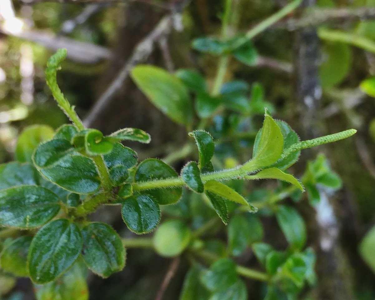 Peperomia borbonensis.pépéromie de Bourbon.piperaceae.endémique Réunion. (1).jpeg