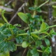 Peperomia borbonensis.pépéromie de Bourbon.piperaceae.endémique Réunion. (1).jpeg