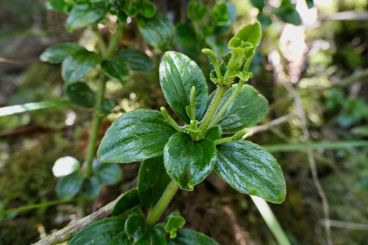 Peperomia borbonensis.pépéromie de Bourbon.piperaceae.endémique Réunion..jpeg
