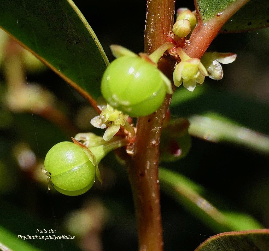 Phyllanthus phillyreifolius .faux bois de demoiselle.bois de cafrine .( fruits ) phyllanthaceae.endémique Réunion Maurice..jpeg